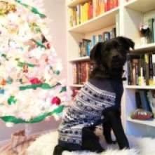 Osa rocks her Christmas sweater! I can't wait to see how much she loves watching people tear into giftwrap!